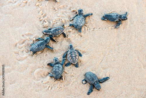 Canvas-taulu Seven sea turtle hatchlings going to the water