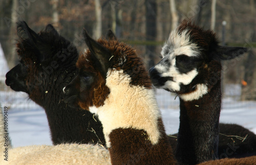 female alpacas