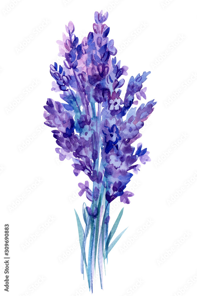 lavender flowers on an isolated white background, watercolor botanical painting lavender flowers on an isolated white background, watercolor botanical painting