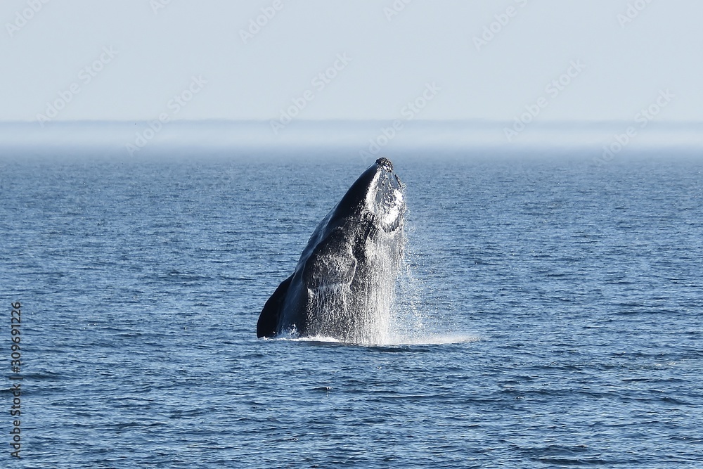 Fototapeta premium Whale