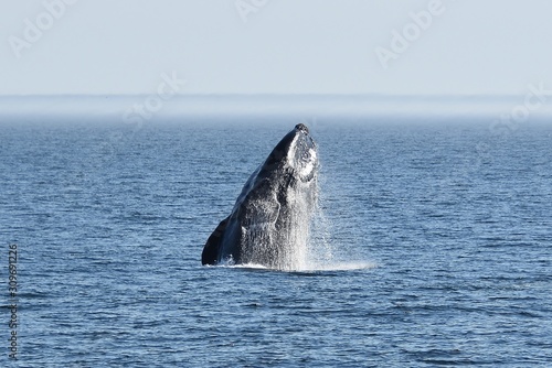 Whale © Emmanuel