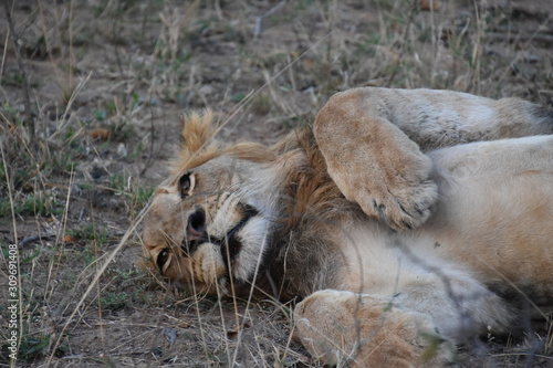 Photography Lion