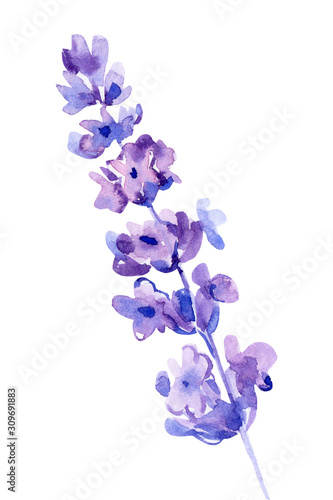 avender flowers on an isolated white background, watercolor botanical painting photo