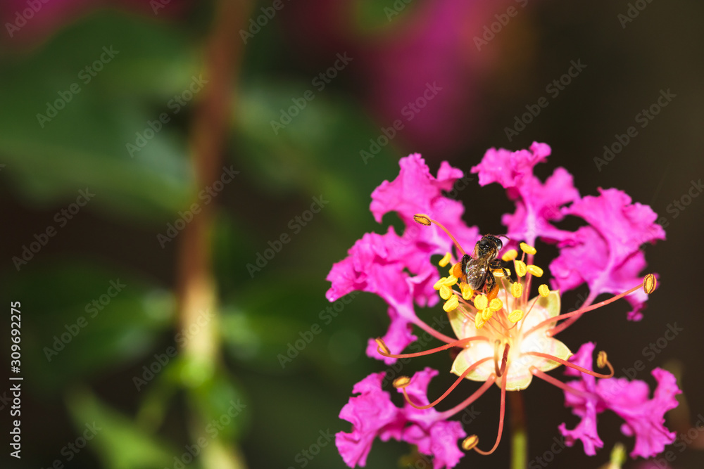 Insect black Bee Collecting Pollen on flower of lagerstroemia indica Tree Insect black Bee Collecting Pollen on flower of lagerstroemia indica Tree