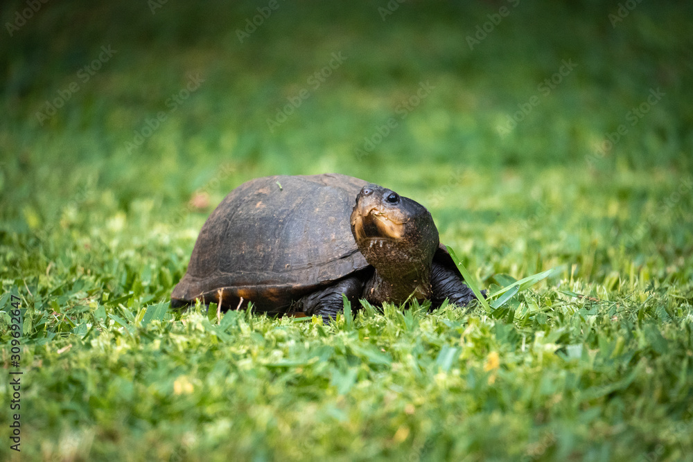 Fototapeta premium Front side view of a turtle in a garden