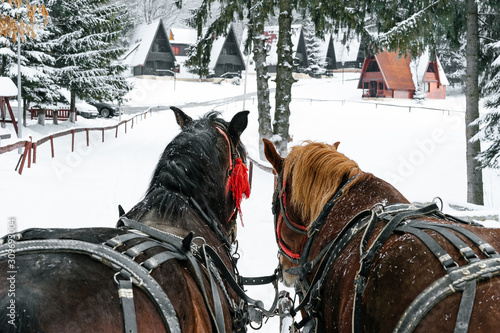 Fotografie horses and carriage in winter