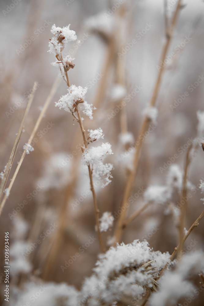 Snowy Field On A Winter's Day, Snowflakes On Prairie Plants And Grasses, Snowfall In Colorado Snowy Field On A Winter's Day, Snowflakes On Prairie Plants And Grasses, Snowfall In Colorado