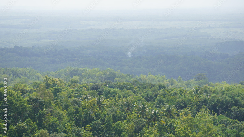 tropical forest in yogyakarta indonesia