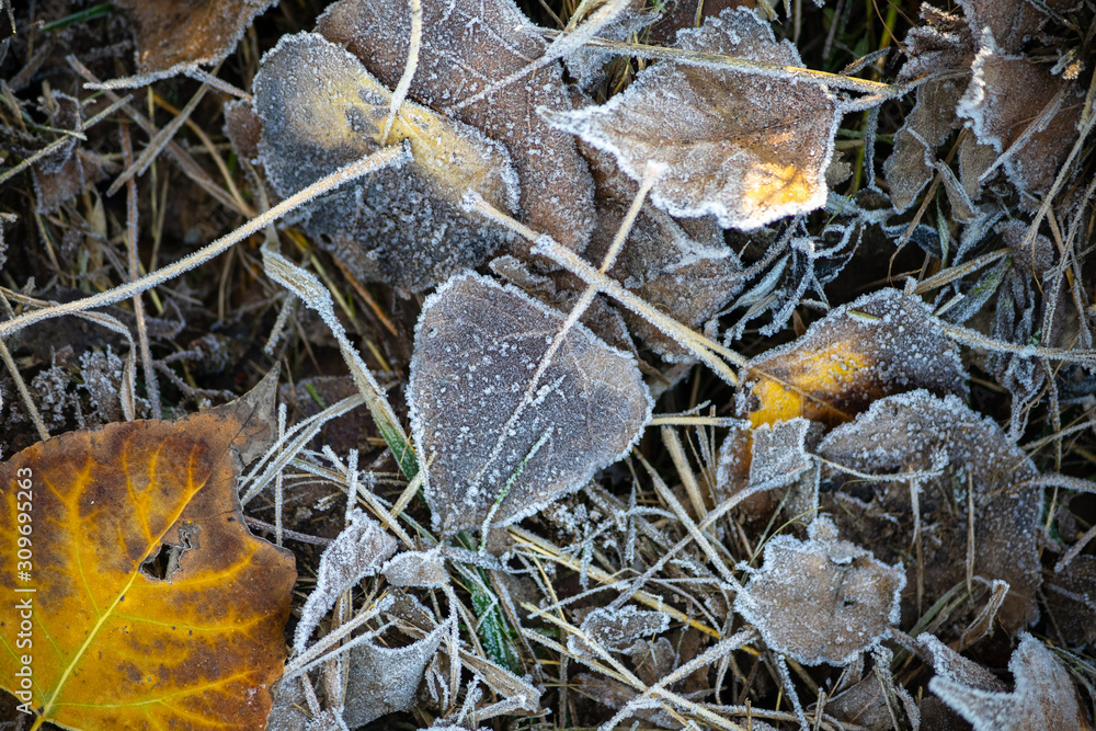 The first frost. Hoarfrost on the leaves lying on the ground.