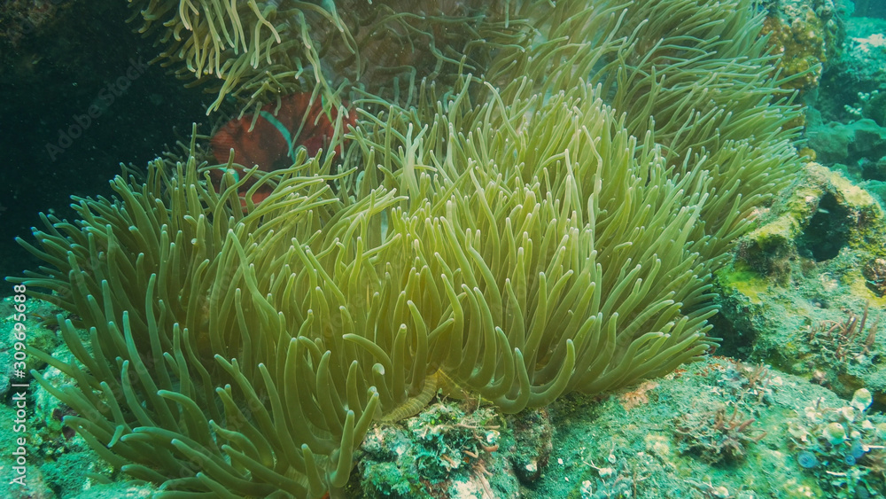 maroon clownfish in its host anenome near the liberty wreck in tulamben, bali maroon clownfish in its host anenome near the liberty wreck in tulamben, bali
