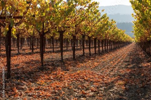 Rows of grapevines in fall