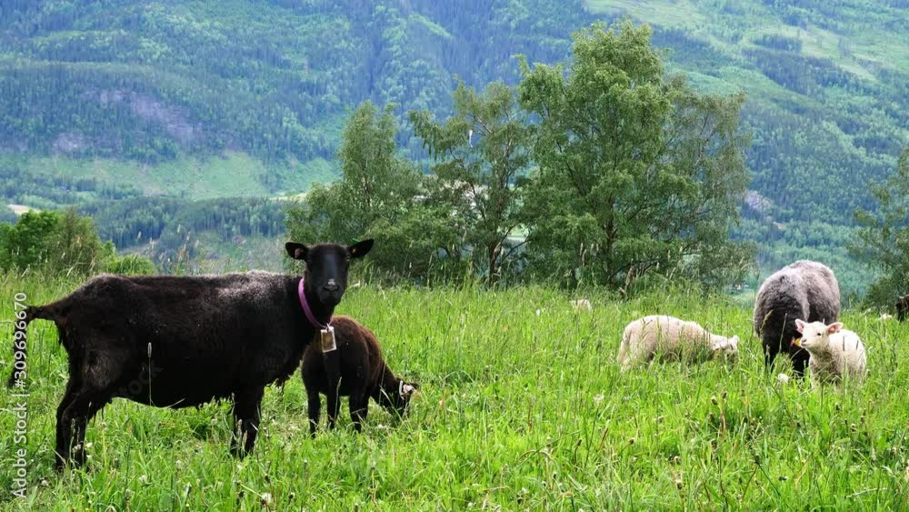 Sheep ewes and lambs grazing on green grass in pasture. Nearest animal is cautiously looking around while others are eating. Sheep ewes and lambs grazing on green grass in pasture. Nearest animal is cautiously looking around while others are eating.