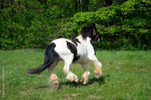 black white pony running