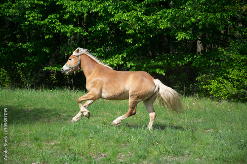 horse running in field © Reinhold