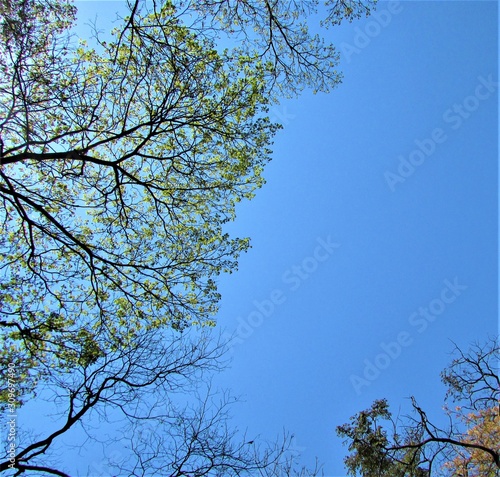 tree and skyflor, cor-de-rosa, flor, natureza, ajardinar, planta, verde, flora, primavera, desabrochado, flor, verão, bela, púrpura, beldade, gerânio, floral, petúnia, folha, jardim, natural, cor, bra