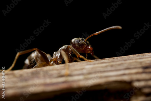  Mała mrówka na dużej łodydze © mkunecki