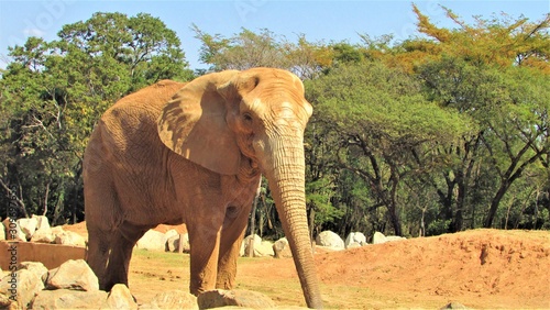 elefante, animais, natureza, mamífero, fauna, inóspito, grande, quénia, elefante africano, pa