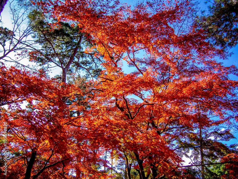 【静岡県伊豆】修善寺もみじ林【秋】