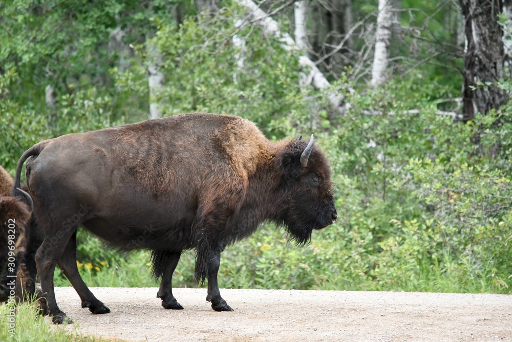 Fototapeta premium A lage bison stands on the road