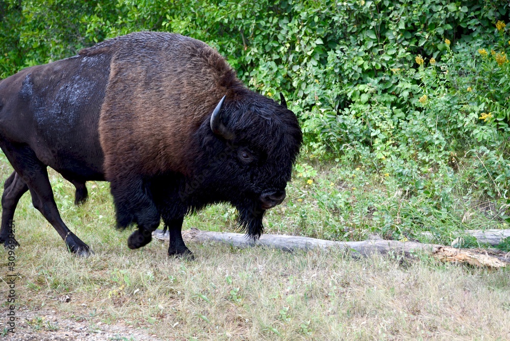 A large male buffalo walks along the edge of a road A large male buffalo walks along the edge of a road