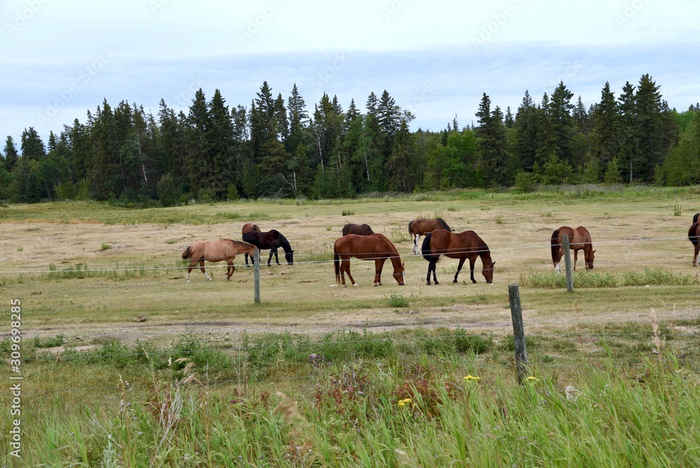 A herd of horses is seen in a fenced pasture A herd of horses is seen in a fenced pasture