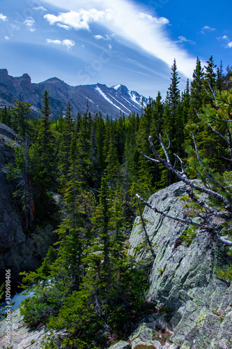 The alpine forest of Rocky Mountain National Park