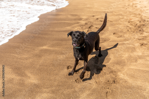 A black lab mix playing on the beach