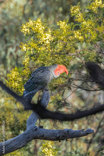 Gang-gang Cockatoo male in a tree photo