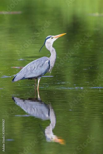 Canvas Print Grey Heron (Ardea cinerea) adult standing in lake with water refelexion, Baden-W