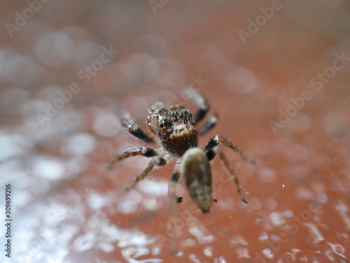 Jumping Hairy Spider with Big Eyes