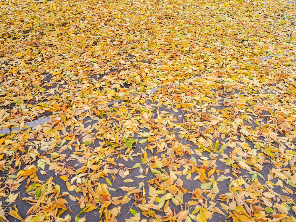 the ground is strewn with many yellow autumn leaves the ground is strewn with many yellow autumn leaves