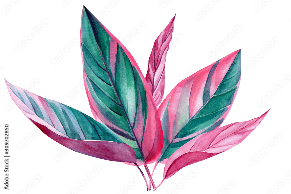 Set of tropical pink and green leaves on an isolated white background, watercolor painting, ficus