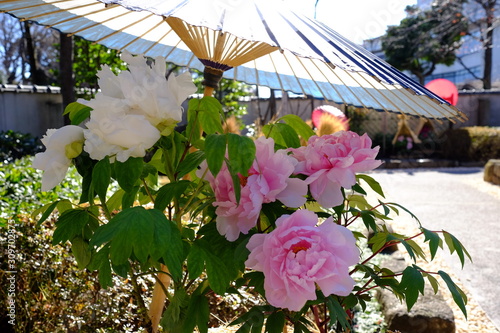 和傘の下で咲く上野東照宮ぼたん苑の美しい冬牡丹 photo