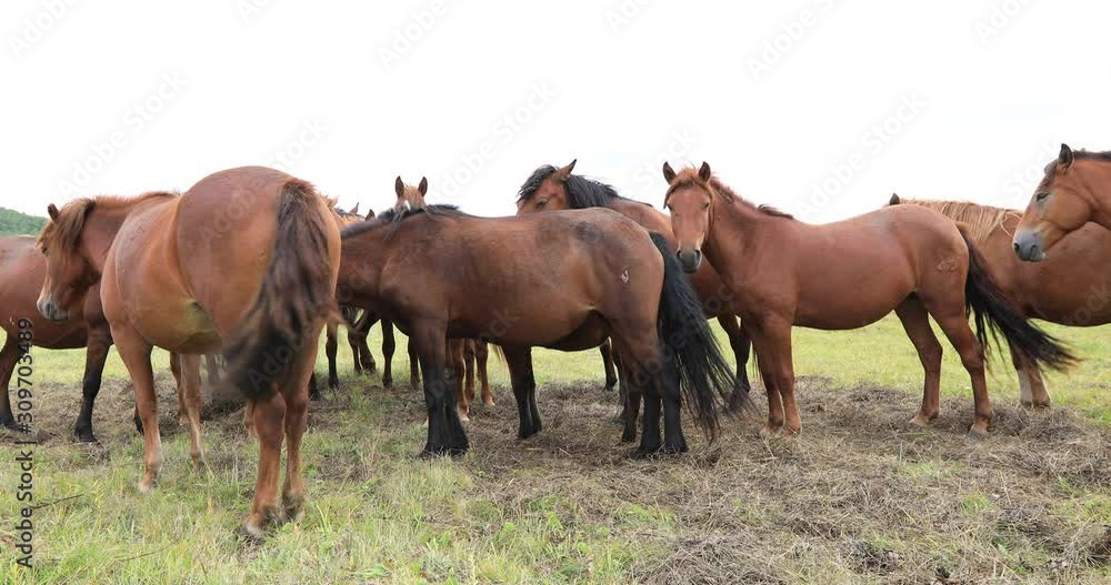 Horses looking at camera on the grassland Horses looking at camera on the grassland