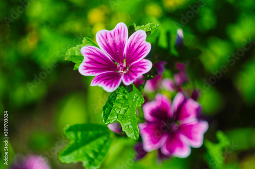 Pink-purple flowers on a background of green foliage.    
