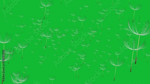 Stock 4k: Beautiful dandelion seeds blowing in the wind on green background. Royalty high-quality free best stock of the wind blows dandelion floating seeds isolated falling on green background 