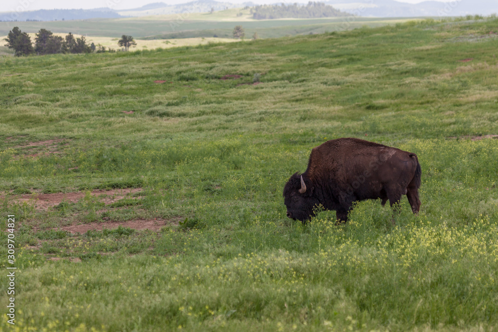 Bison Bull on the Prairie