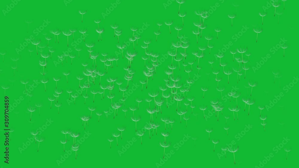 Stock 4k: Beautiful dandelion seeds blowing in the wind on green background. Royalty high-quality free best stock of the wind blows dandelion floating seeds isolated falling on green background Stock 4k: Beautiful dandelion seeds blowing in the wind on green background. Royalty high-quality free best stock of the wind blows dandelion floating seeds isolated falling on green background