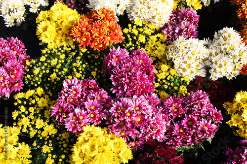 beautiful various dahlia and daisy flower © sakhorn38