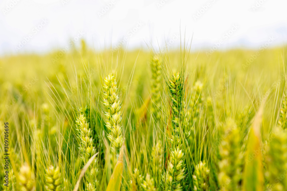 Obraz premium The wheat fields are under the blue sky and white clouds