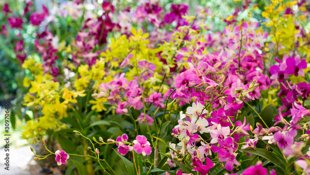 Orchid flower colors look beautiful hanging plant in the garden is popular