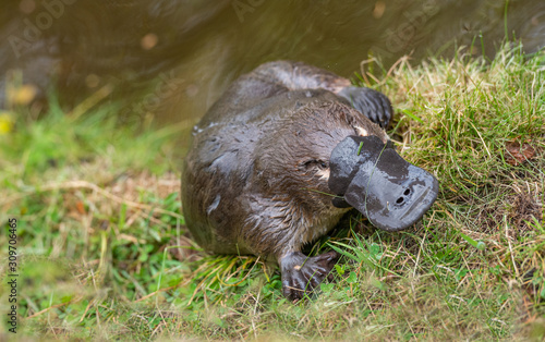 A platypus leaves the water to bask in the sun photo