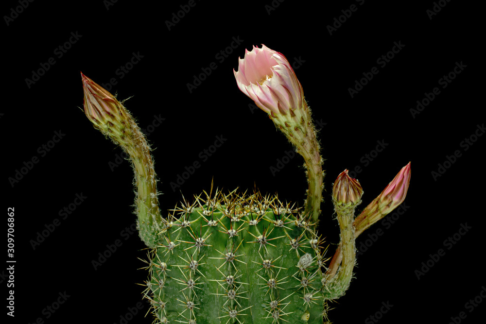 Beautiful soft pink cactus flower, isolated on black background