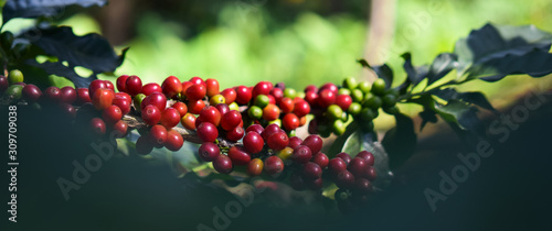 Close up, Arabica coffee berry ripening on tree, coffee beans in North of thailand, Blur background.
