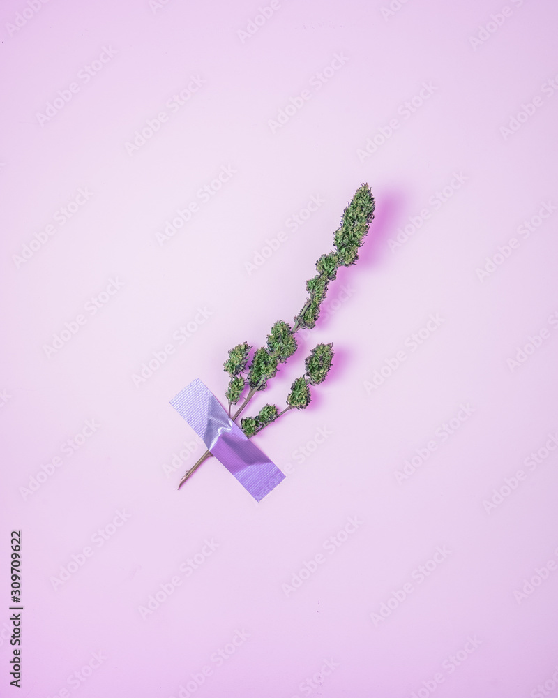 Ramo di cannabis attaccata al muro con del nastro adesivo Stock Photo |  Adobe Stock