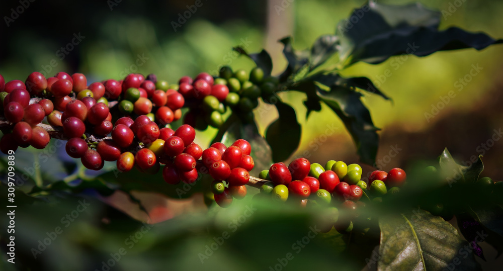 Arabica coffee berry ripening on tree, coffee beans in North of thailand, Blur background. Arabica coffee berry ripening on tree, coffee beans in North of thailand, Blur background.