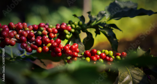  Arabica coffee berry ripening on tree, coffee beans in North of thailand, Blur background.