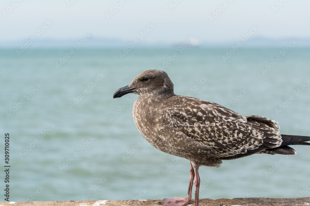 Close-up of the Seagull Sitting By The Bay At Pier and looking at the sea at San francisco, USA Close-up of the Seagull Sitting By The Bay At Pier and looking at the sea at San francisco, USA
