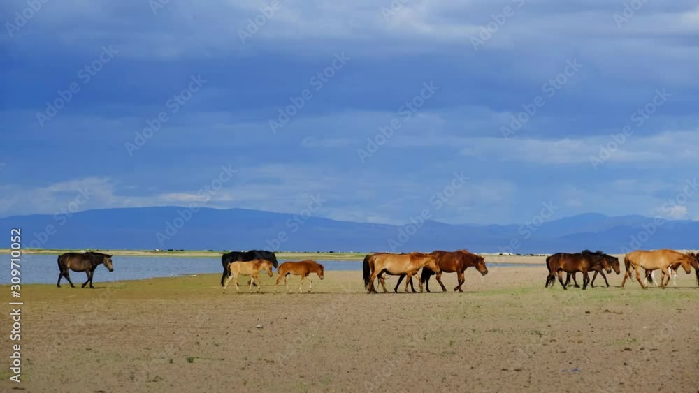 Herd Horses On Watering Place. West Mongolia Herd Horses On Watering Place. West Mongolia