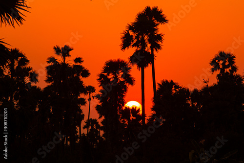 silhouette sugar palm tree © niksriwattanakul